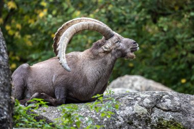 Erkek dağ keçisi - Avrupa Alplerinde yaşayan bir kayanın üzerindeki kapra dağ keçisi