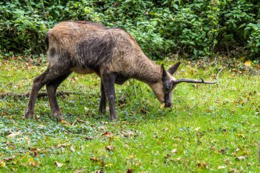 Apennine Chamois, Rupicapra pyrenaica ornata, İtalya 'daki Abruzzo-Lazio-Molise Ulusal Parkı ve İspanya' daki Pireneler 'de yaşamaktadır.