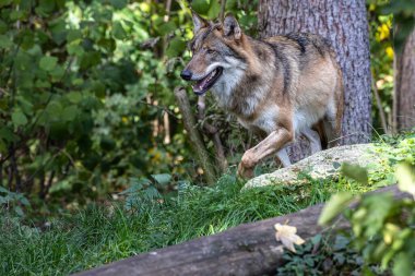 Kurt, gri kurt ya da kereste kurdu olarak da bilinen, Avrasya ve Kuzey Amerika 'nın vahşi ve uzak bölgelerinde yaşayan bir köpek türüdür..