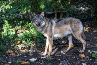 Kurt, gri kurt ya da kereste kurdu olarak da bilinen, Avrasya ve Kuzey Amerika 'nın vahşi ve uzak bölgelerinde yaşayan bir köpek türüdür..