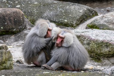 Hamadryas babunu, papio hamadryas, yan yana oturup birbirlerini tımar ediyorlar. Papio hamadryas bir babun türüdür.