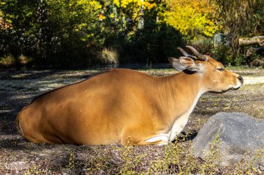 Banteng, Bos javanicus or Red Bull. It is a type of wild cattle But there are key characteristics that are different from cattle and bison: a white band bottom in both males and females. clipart