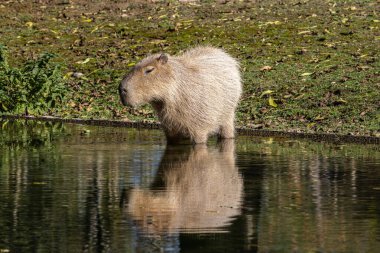 Capybara, Hydrochoerus hydrochaeris Güney Amerika 'da yaşayan bir memelidir. Dünyada yaşayan en büyük kemirgendir..