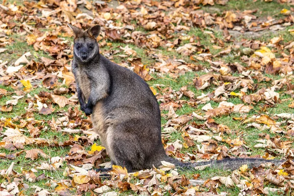 stock image Swamp Wallaby, Wallabia bicolor, is one of the smaller kangaroos. This wallaby is also commonly known as the black wallaby