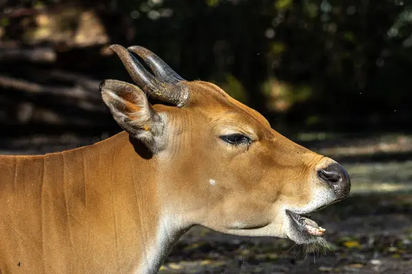 Banteng, Bos javanicus or Red Bull. It is a type of wild cattle But there are key characteristics that are different from cattle and bison: a white band bottom in both males and females.