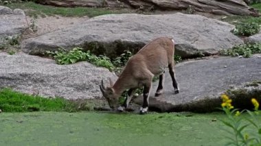 Genç dağ keçisi annesiyle birlikte bir kayanın üzerinde. Bir Alman parkında Capra Dağ keçisi.