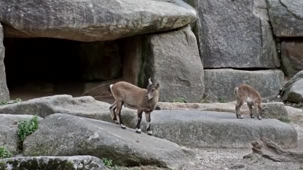 Joven Bebé Montaña Ibex Con Madre Una Roca Capra Ibex — Vídeos de Stock