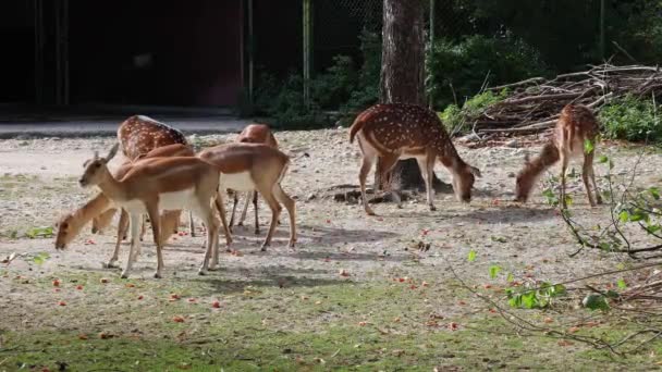 ドイツ国立公園内の鹿や軸鹿としても知られているチタル鹿やチタン鹿 — ストック動画