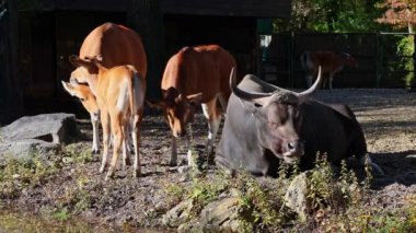 Banteng, Bos javanicus veya Red Bull. Vahşi bir sığır türüdür ama sığır ve bizondan farklı kilit özellikler vardır: hem erkek hem de dişilerde beyaz bir şerit..