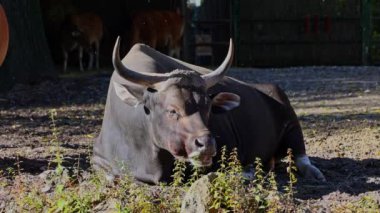 Banteng, Bos javanicus veya Red Bull. Vahşi bir sığır türüdür ama sığır ve bizondan farklı kilit özellikler vardır: hem erkek hem de dişilerde beyaz bir şerit..