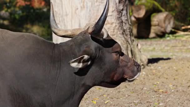 Banteng Bos Javanicus Red Bull Tratta Tipo Bestiame Selvatico Sono — Video Stock