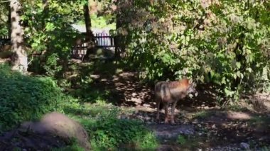 Kurt, gri kurt ya da kereste kurdu olarak da bilinen, Avrasya ve Kuzey Amerika 'nın vahşi ve uzak bölgelerinde yaşayan bir köpek türüdür..