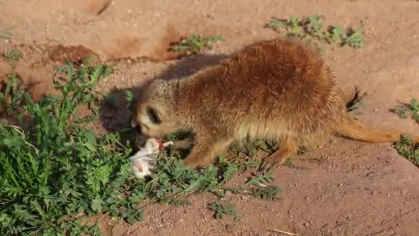 Meerkat Lat Suricata Suricatta Duduk Atas Batu Dan Makan Malam — Stok Video