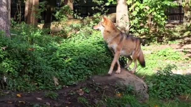 Wilk Canis Lupus Znany Również Jako Wilk Szary Lub Wilk — Wideo stockowe