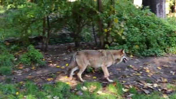 Lobo Canis Lupus Também Conhecido Como Lobo Cinzento Lobo Madeireiro — Vídeo de Stock