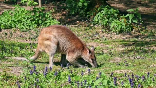 Macropus Agilis También Conocido Como Wallaby Arenoso Una Especie Wallaby — Vídeos de Stock