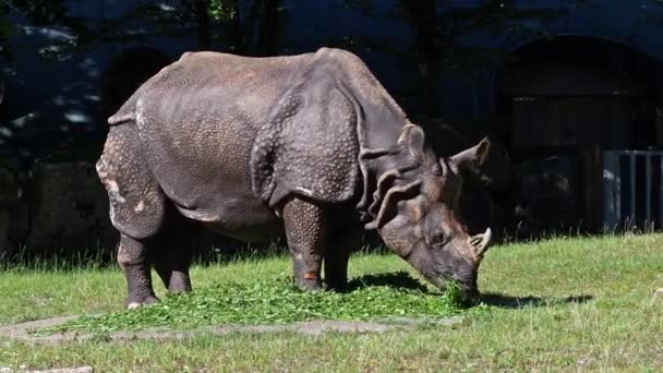 Indický Nosorožec Nosorožec Nosorožec Jednorožec Také Nazývá Větší Jednorohý Nosorožec — Stock video
