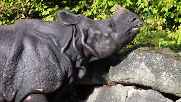 Den Indiska Noshörningen Noshörningen Unicornis Kallas Också Storhorns Noshörning Och — Stockvideo