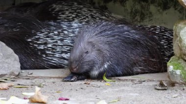 Hint armalı kirpi (