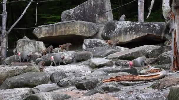 仓鼠狒狒坐在岩石上环顾四周 木薯是狒狒中的一种 — 图库视频影像