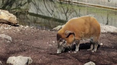 Kızıl nehir domuzu, Potamochoerus porcus, ayrıca çalı domuzu olarak da bilinir. Bu domuzun yer altında yiyecek bulmak için keskin bir koku alma duyusu var..