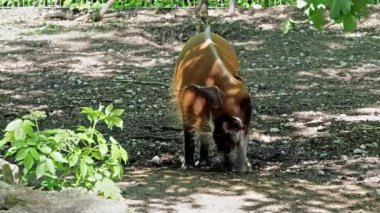 Kızıl nehir domuzu, Potamochoerus porcus, ayrıca çalı domuzu olarak da bilinir. Bu domuzun yer altında yiyecek bulmak için keskin bir koku alma duyusu var..