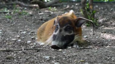 Kızıl nehir domuzu, Potamochoerus porcus, ayrıca çalı domuzu olarak da bilinir. Bu domuzun yer altında yiyecek bulmak için keskin bir koku alma duyusu var..
