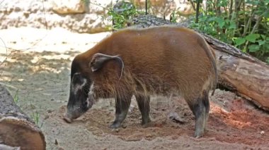 Kızıl nehir domuzu, Potamochoerus porcus, ayrıca çalı domuzu olarak da bilinir. Bu domuzun yer altında yiyecek bulmak için keskin bir koku alma duyusu var..