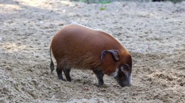 Kızıl nehir domuzu, Potamochoerus porcus, ayrıca çalı domuzu olarak da bilinir. Bu domuzun yer altında yiyecek bulmak için keskin bir koku alma duyusu var..