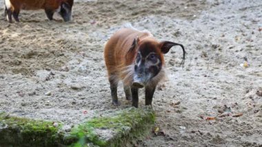 Kızıl nehir domuzu, Potamochoerus porcus, ayrıca çalı domuzu olarak da bilinir. Bu domuzun yer altında yiyecek bulmak için keskin bir koku alma duyusu var..