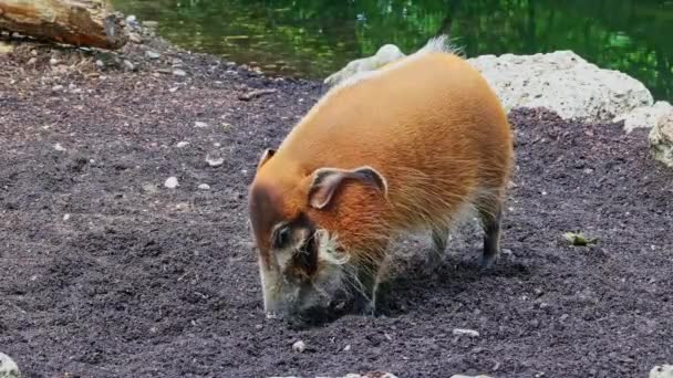 レッド川の豚 Potamochoerus ブッシュ豚として知られる この豚は地下の食べ物を見つけるために臭いの鋭い感覚を持っています — ストック動画