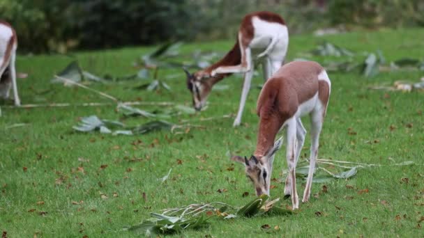 Dama Gazelle Gazella Dama Mhorr Mhorr Gazelle Species Gazelle Lives — Stock Video