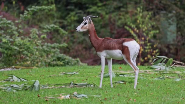 Gazelle Dama Gazelle Een Gazelle Uit Familie Gazellen Gazellidae Woont — Stockvideo
