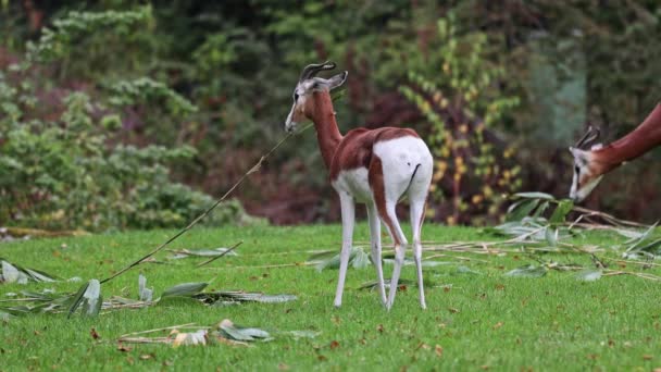 Dama Gazelle Gazella Dama Mhorr Mhorr Gazelle Species Gazelle Lives — Stock Video
