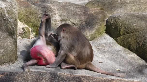 Hamadryas狒狒 Papio Hamadryas 坐在一起 互相打扮 木薯是狒狒中的一种 — 图库视频影像