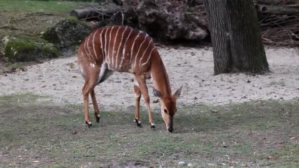 Nyala Tragelaphus Angasii Güney Afrika Özgü Spiral Boynuzlu Bir Antiloptur — Stok video