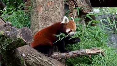 Kırmızı panda, Ailurus fulgens, daha küçük panda ve ağaçta oturan kırmızı kedi ayı olarak da bilinir..
