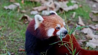 Kırmızı panda, Ailurus fulgens, daha küçük panda ve ağaçta oturan kırmızı kedi ayı olarak da bilinir..