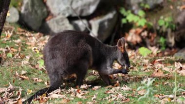 Wallaby bataklığı, Wallabia bicolor, küçük kangurulardan biridir. Bu valabi aynı zamanda siyah valabi olarak da bilinir.