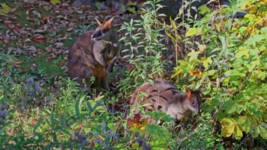 Wallaby bataklığı, Wallabia bicolor, küçük kangurulardan biridir. Bu valabi aynı zamanda siyah valabi olarak da bilinir.