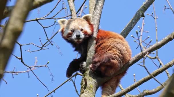 Den Röda Pandan Ailurus Fulgens Även Kallad Den Mindre Pandan — Stockvideo