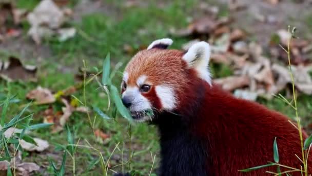 Panda Vermelho Ailurus Fulgens Também Chamado Panda Menor Urso Gato — Vídeo de Stock