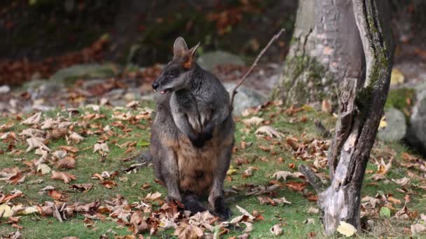 Wallaby Bataklığı Wallabia Bicolor Küçük Kangurulardan Biridir Valabi Aynı Zamanda — Stok video
