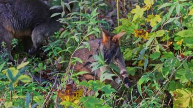 Wallaby bataklığı, Wallabia bicolor, küçük kangurulardan biridir. Bu valabi aynı zamanda siyah valabi olarak da bilinir.