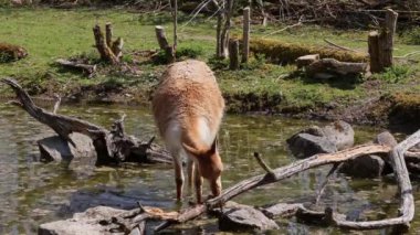 Vicunas, Vicugna Vicugna, And Dağları 'nın yüksek dağlık bölgelerinde yaşayan lama' nın akrabaları.