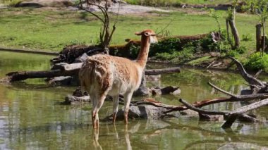 Vicunas, Vicugna Vicugna, And Dağları 'nın yüksek dağlık bölgelerinde yaşayan lama' nın akrabaları.
