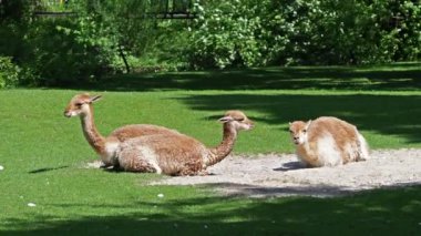 Vicunas, Vicugna Vicugna, And Dağları 'nın yüksek dağlık bölgelerinde yaşayan lama' nın akrabaları.