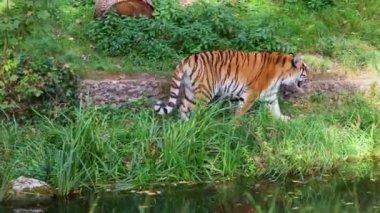 Sibirya kaplanı, Panthera tigris altaica dünyanın en büyük kedisidir.