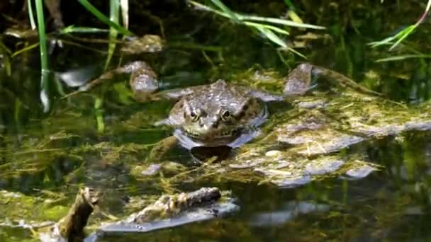 Common Frog Rana Temporaria Single Reptile Croaking Water Also Known — Stock Video