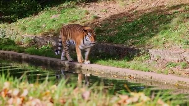 Τίγρης Της Σιβηρίας Panthera Tigris Altaica Είναι Μεγαλύτερη Γάτα Στον — Αρχείο Βίντεο